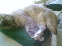 sammy