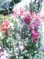 flowers