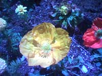 sample photo