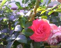 rose