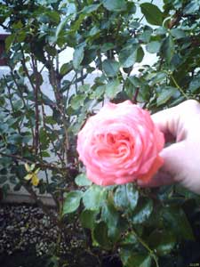 sample photo