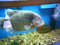 fish