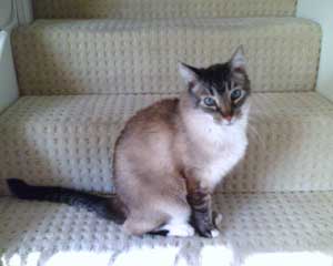 sammy