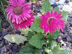 sample photo