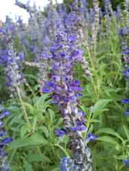 sample photo