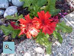 sample photo