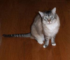 sammy